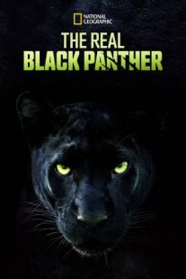 دانلود مستند The Real Black Panther 2020229564-726367926