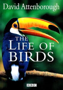 دانلود مستند The Life of Birds382058-326351390